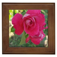 Romantic Red Rose Photography Framed Tiles by yoursparklingshop