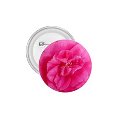 Pink Flower Japanese Tea Rose Floral Design 1 75  Buttons