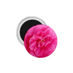 Pink Flower Japanese Tea Rose Floral Design 1 75  Magnets by yoursparklingshop