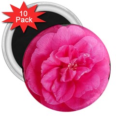 Pink Flower Japanese Tea Rose Floral Design 3  Magnets (10 Pack)  by yoursparklingshop