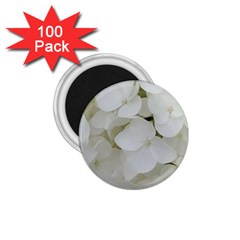 Hydrangea Flowers Blossom White Floral Elegant Bridal Chic 1.75  Magnets (100 pack) 