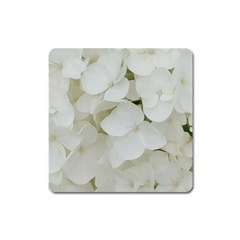 Hydrangea Flowers Blossom White Floral Elegant Bridal Chic Square Magnet by yoursparklingshop