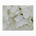 Hydrangea Flowers Blossom White Floral Elegant Bridal Chic Small Glasses Cloth Front