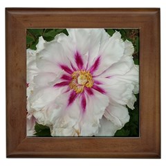 Floral Soft Pink Flower Photography Peony Rose Framed Tiles