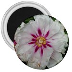 Floral Soft Pink Flower Photography Peony Rose 3  Magnets Front