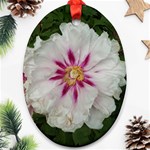 Floral Soft Pink Flower Photography Peony Rose Ornament (Oval) Front