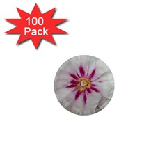 Floral Soft Pink Flower Photography Peony Rose 1  Mini Magnets (100 Pack) 