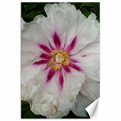 Floral Soft Pink Flower Photography Peony Rose Canvas 20  X 30  