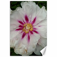 Floral Soft Pink Flower Photography Peony Rose Canvas 24  X 36 