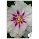 Floral Soft Pink Flower Photography Peony Rose Canvas 24  x 36  23.35 x34.74  Canvas - 1