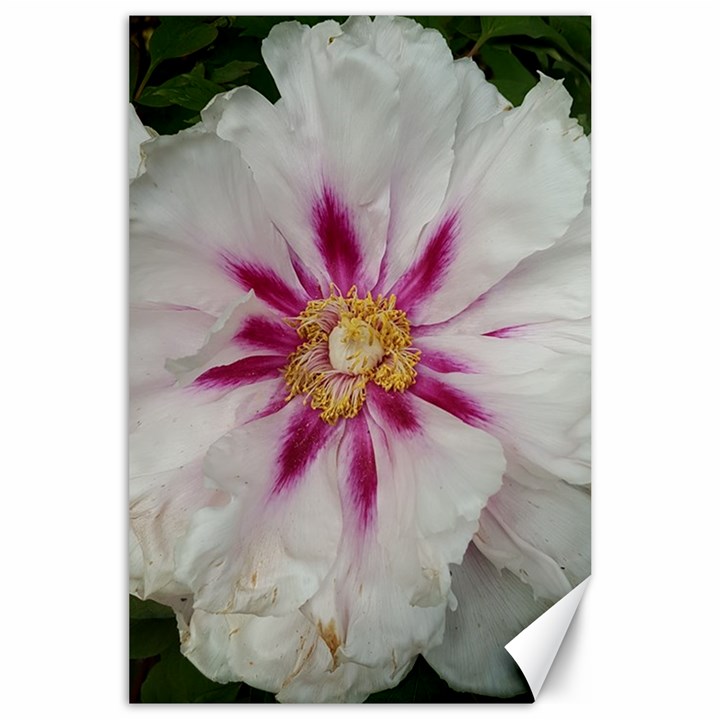 Floral Soft Pink Flower Photography Peony Rose Canvas 24  x 36 