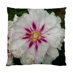 Floral Soft Pink Flower Photography Peony Rose Standard Cushion Case (one Side)