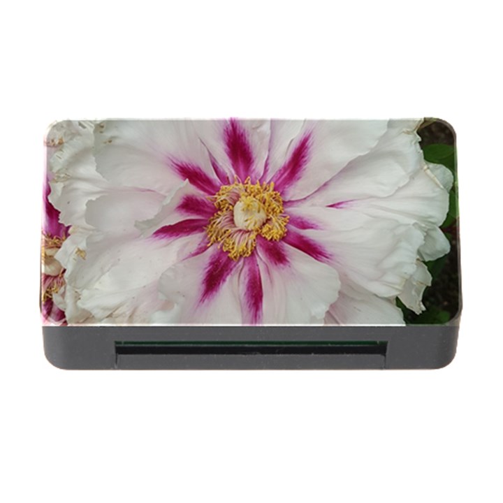 Floral Soft Pink Flower Photography Peony Rose Memory Card Reader with CF