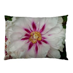 Floral Soft Pink Flower Photography Peony Rose Pillow Case (two Sides)