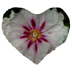 Floral Soft Pink Flower Photography Peony Rose Large 19  Premium Heart Shape Cushions by yoursparklingshop