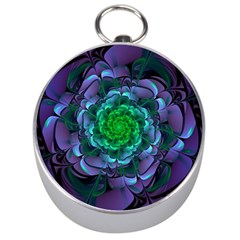 Beautiful Purple & Green Aeonium Arboreum Zwartkop Silver Compasses