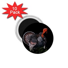 Thanksgiving Turkey 1 75  Magnets (10 Pack)  by Valentinaart