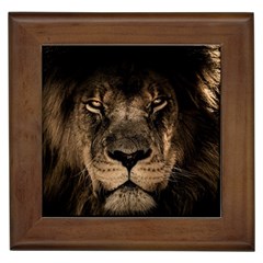 African Lion Mane Close Eyes Framed Tiles by Celenk