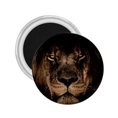 African Lion Mane Close Eyes 2 25  Magnets by Celenk