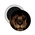 African Lion Mane Close Eyes 2.25  Magnets Front