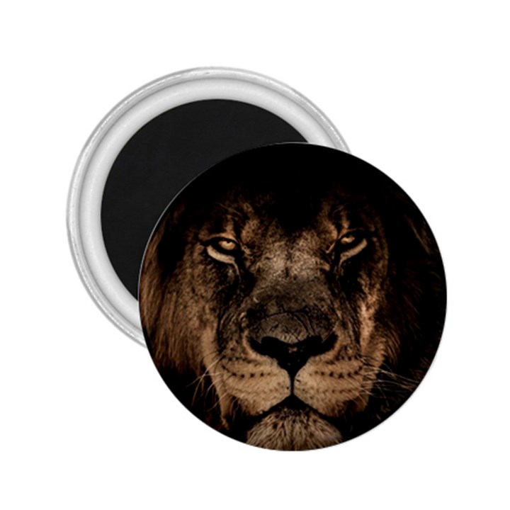 African Lion Mane Close Eyes 2.25  Magnets