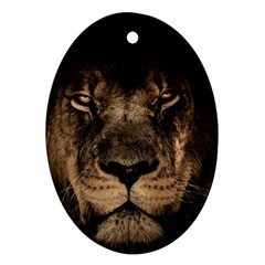 African Lion Mane Close Eyes Ornament (oval) by Celenk