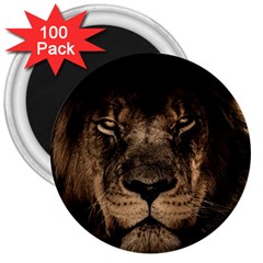 African Lion Mane Close Eyes 3  Magnets (100 Pack) by Celenk