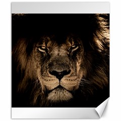 African Lion Mane Close Eyes Canvas 8  X 10  by Celenk