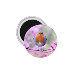 Spring Bird Bird Spring Robin 1 75  Magnets by Celenk