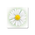 Art Daisy Flower Art Flower Deco Square Magnet Front