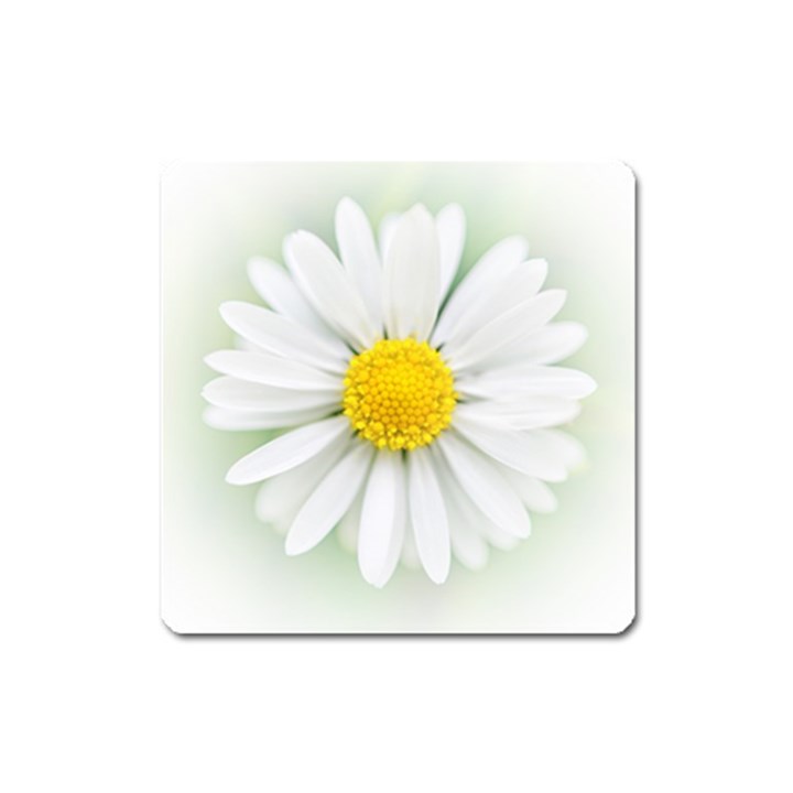 Art Daisy Flower Art Flower Deco Square Magnet