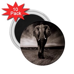 Elephant Black And White Animal 2 25  Magnets (10 Pack)  by Celenk