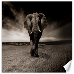 Elephant Black And White Animal Canvas 16  X 16   by Celenk