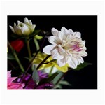 Dahlias Dahlia Dahlia Garden Small Glasses Cloth Front