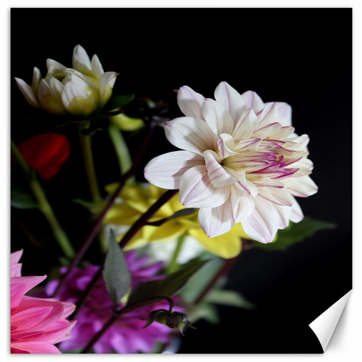 Dahlias Dahlia Dahlia Garden Canvas 16  x 16  