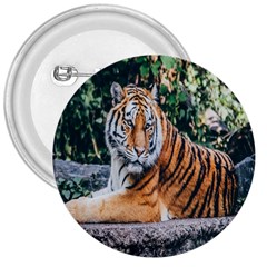 Animal Big Cat Safari Tiger 3  Buttons by Celenk