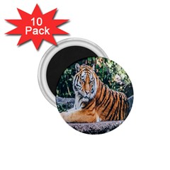 Animal Big Cat Safari Tiger 1 75  Magnets (10 Pack)  by Celenk