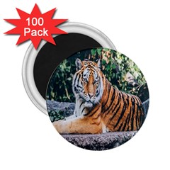 Animal Big Cat Safari Tiger 2 25  Magnets (100 Pack)  by Celenk