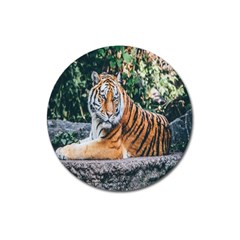 Animal Big Cat Safari Tiger Magnet 3  (round) by Celenk