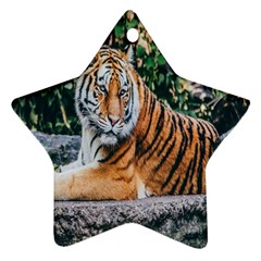 Animal Big Cat Safari Tiger Star Ornament (two Sides) by Celenk