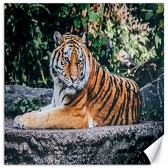 Animal Big Cat Safari Tiger Canvas 12  X 12   by Celenk