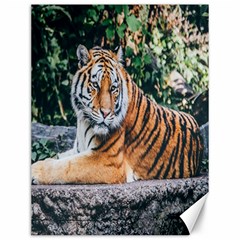 Animal Big Cat Safari Tiger Canvas 12  X 16   by Celenk