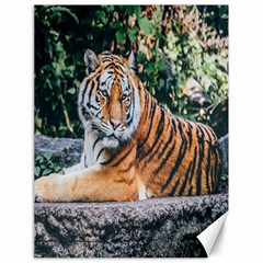 Animal Big Cat Safari Tiger Canvas 18  X 24   by Celenk