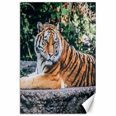 Animal Big Cat Safari Tiger Canvas 20  X 30   by Celenk