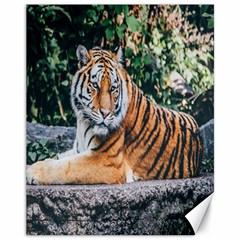 Animal Big Cat Safari Tiger Canvas 11  X 14   by Celenk