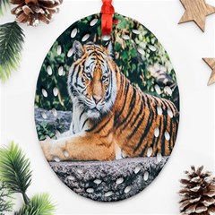 Animal Big Cat Safari Tiger Oval Filigree Ornament (two Sides) by Celenk