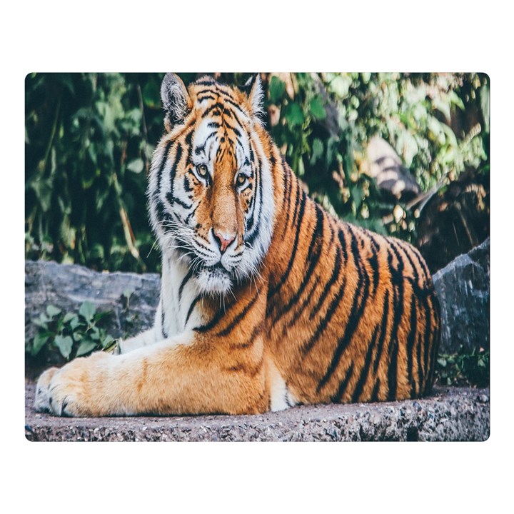 Animal Big Cat Safari Tiger Double Sided Flano Blanket (Large) 