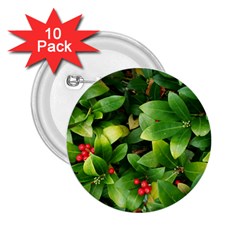 Christmas Season Floral Green Red Skimmia Flower 2 25  Buttons (10 Pack)  by yoursparklingshop