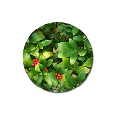 Christmas Season Floral Green Red Skimmia Flower Magnet 3  (round) by yoursparklingshop