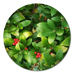 Christmas Season Floral Green Red Skimmia Flower Magnet 5  (round) by yoursparklingshop